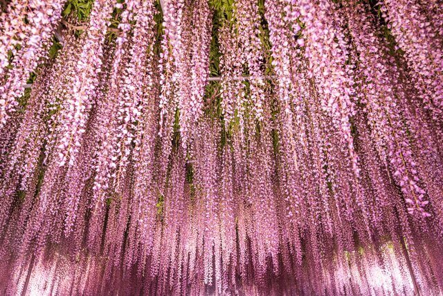 일본 해외여행지 추천 TOP 7 - 간토 (관동) 당일치기 또는 1박2일 코스