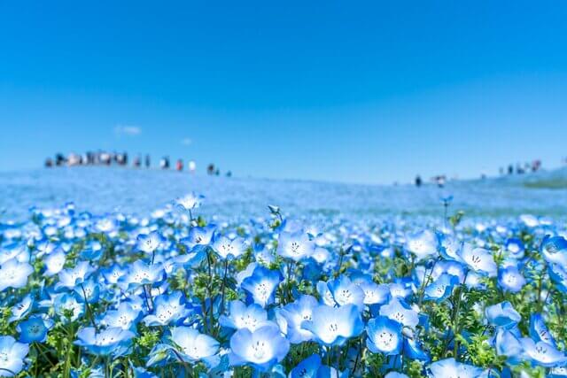 일본 해외여행지 추천 TOP 7 - 간토 (관동) 당일치기 또는 1박2일 코스